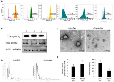 The Micro-RNA Cargo of Extracellular Vesicles Released by Human Adipose Tissue-Derived Mesenchymal Stem Cells Is Modified by Obesity